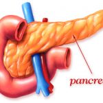 pancreas