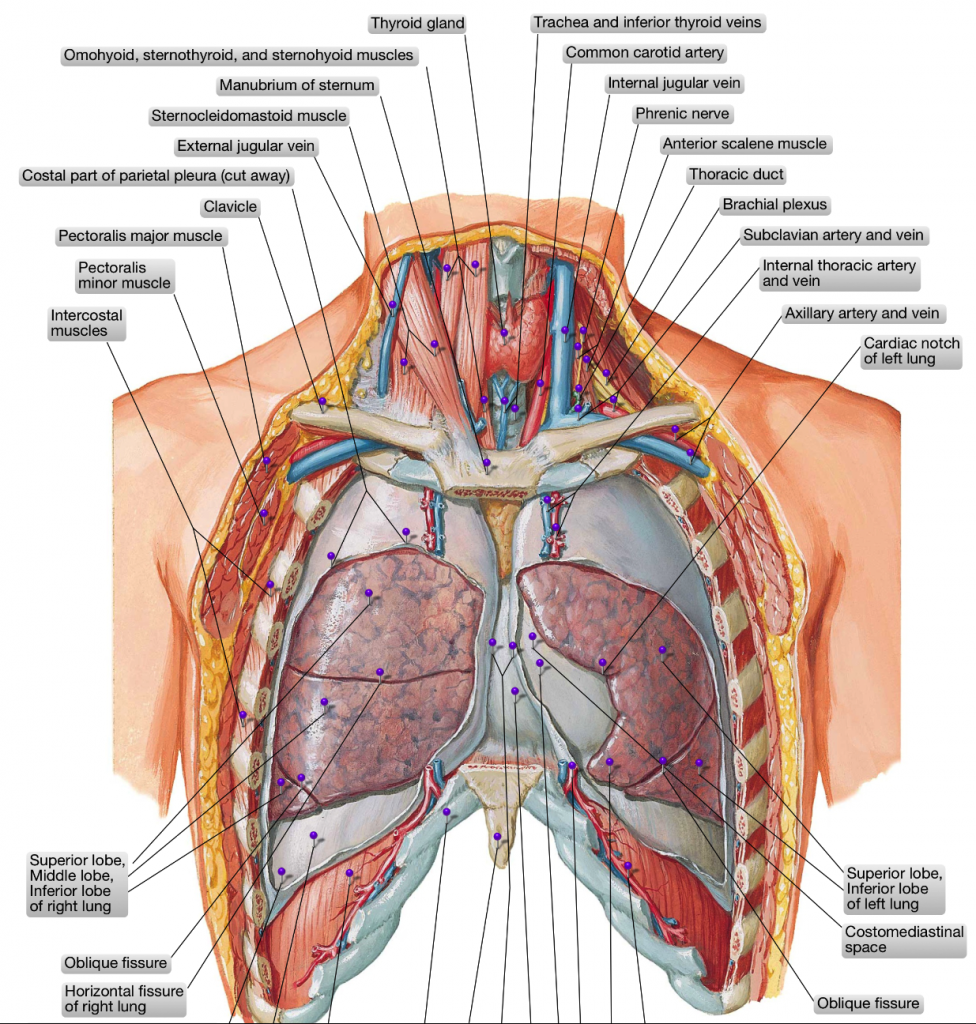 Gruppo Polmone Indice » Associazione Italiana di Radioterapia ed